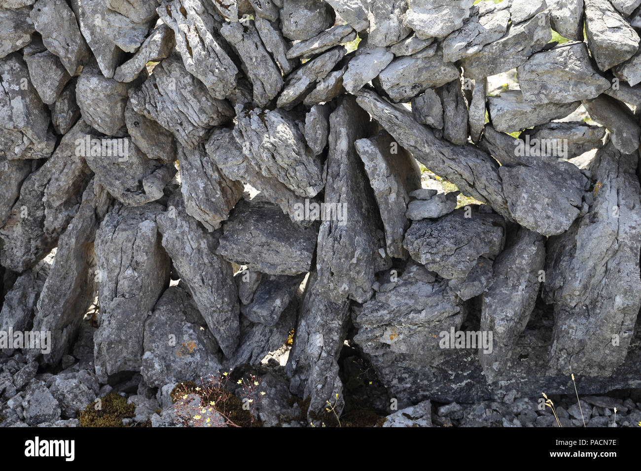 Ein Mann aus der Wand in den Burren. Der Burren' Great Rock'ist eine Region der ökologischen Interesse vor allem im Nordwesten der Grafschaft Clare, Irland Stockfoto