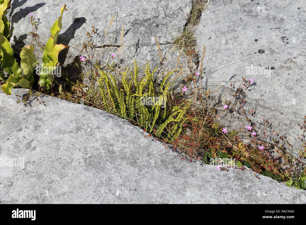 Wildblumen im Burren. Der Burren' Great Rock'ist eine Region der ökologischen Interesse vor allem im Nordwesten der Grafschaft Clare, Irland entfernt, Stockfoto