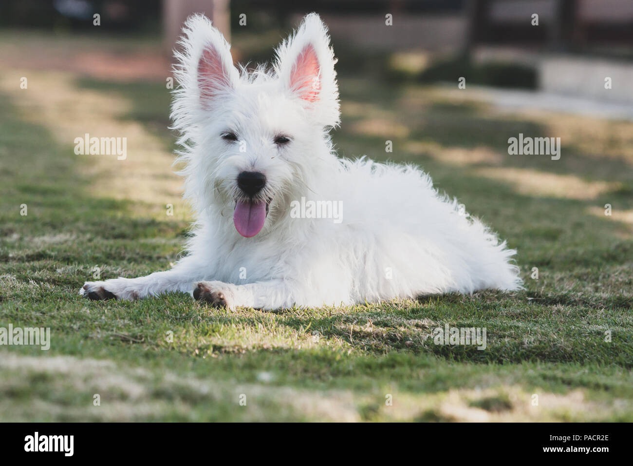 Eine kleine weiße langhaarigen Hund mit perked Ohren und die Zunge auf der Suche nach vorne, liegen auf Gras Stockfoto