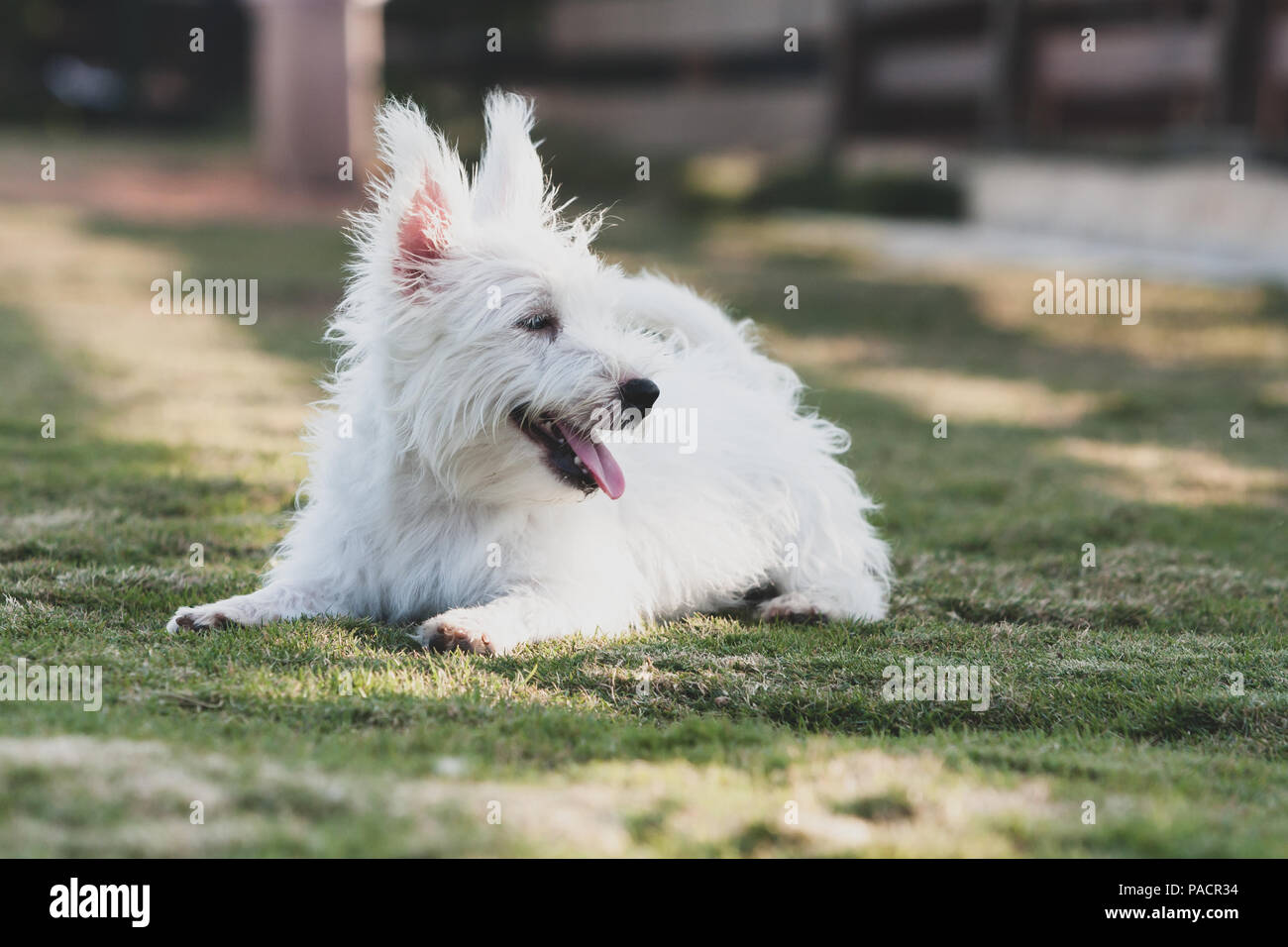 Eine kleine weiße langhaarigen Hund mit perked Ohren und die Zunge heraus, auf der Seite liegend auf Gras Stockfoto