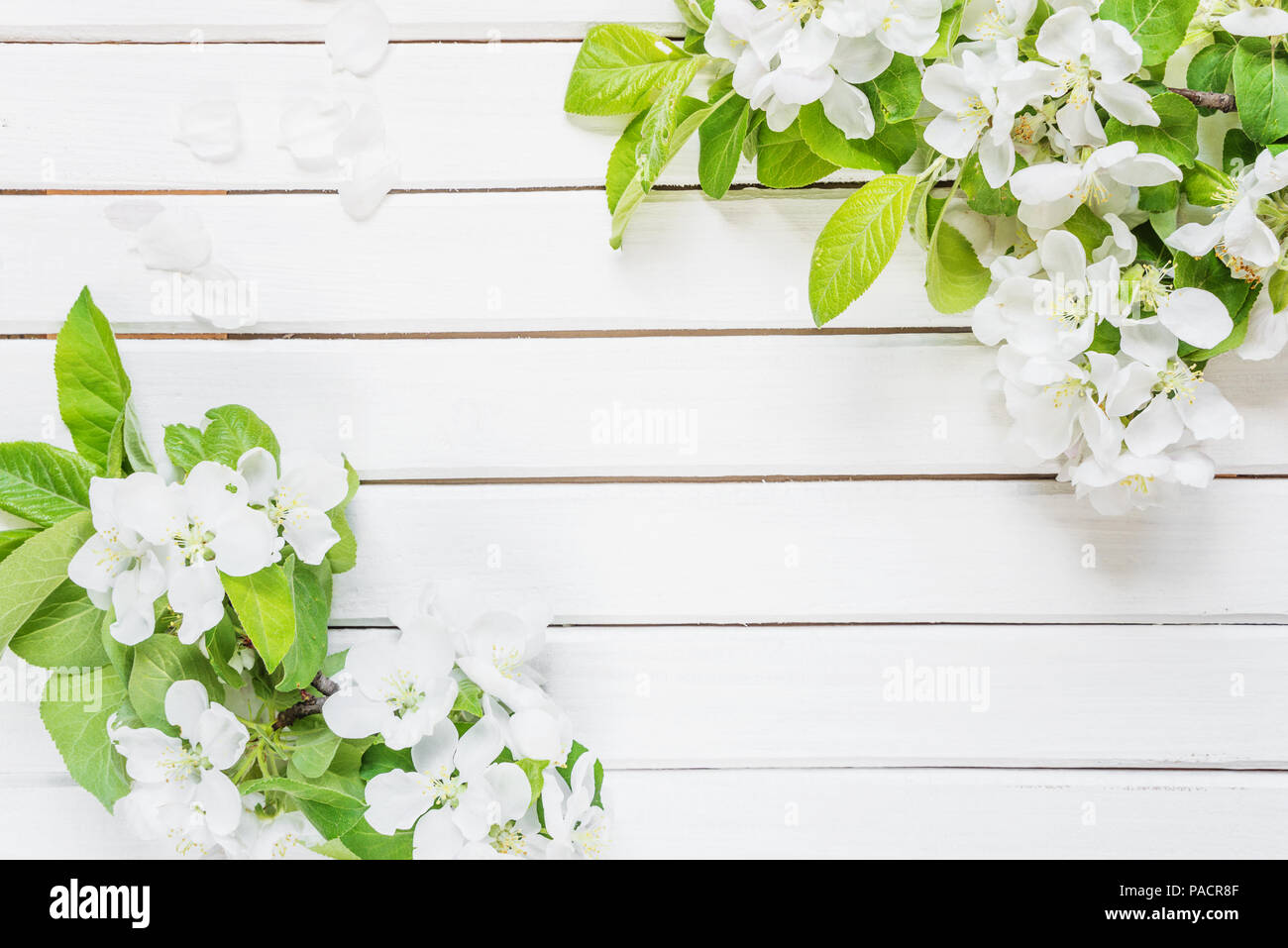 Rahmen mit weißen Apple Blumen und grüne Blätter auf hellen Hintergrund mit copy-Raum; Ansicht von oben, flach, Ansicht von oben Stockfoto