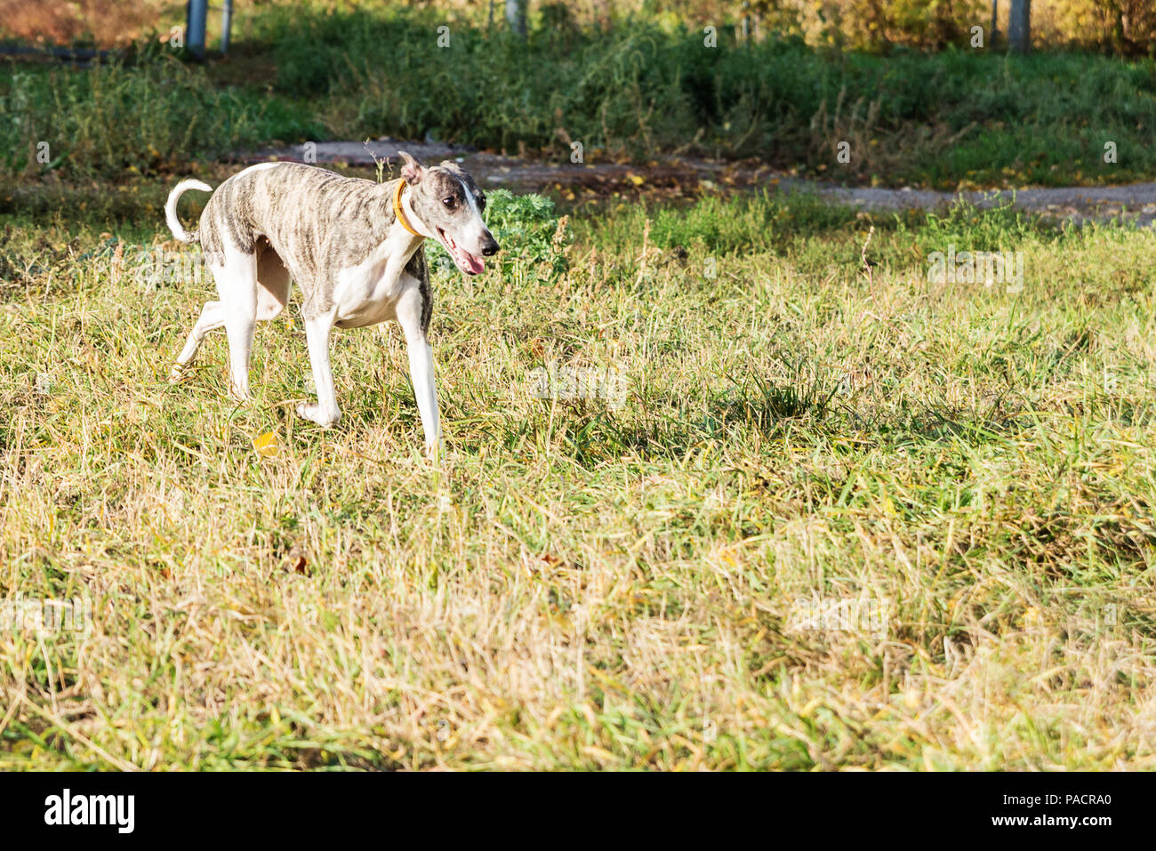 Junge reinrassige Whippet hund Wandern im Herbst Park am Spielplatz für Hunde Stockfoto