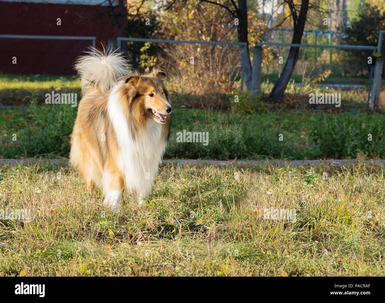 Reinrassige Hunde collie Spaziergänge auf Spielplatz für Hunde im Park Stockfoto