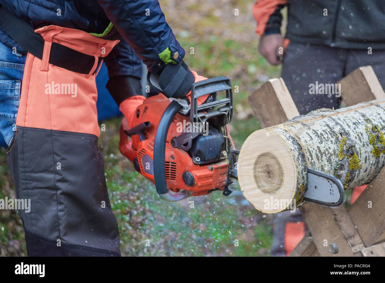 Gefährliche Arbeiten: professionelle Holzfäller in Schutz Overalls sägt eine aus Holz anmelden, liegend auf einem Stand, mit einer Kettensäge, close-up Stockfoto