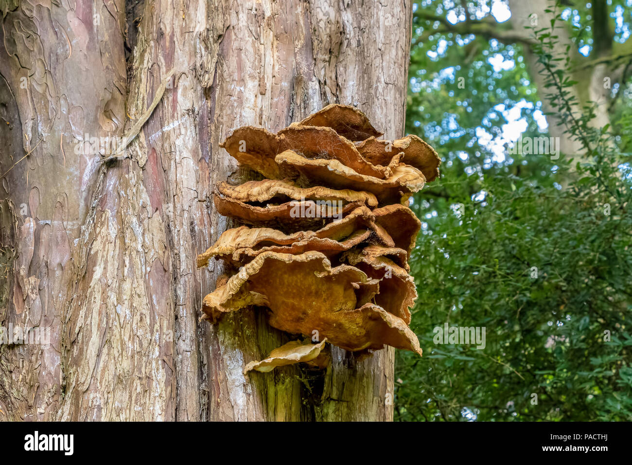 Polyporus squamosus Pilze wachsen auf einem Baumstamm Stockfoto