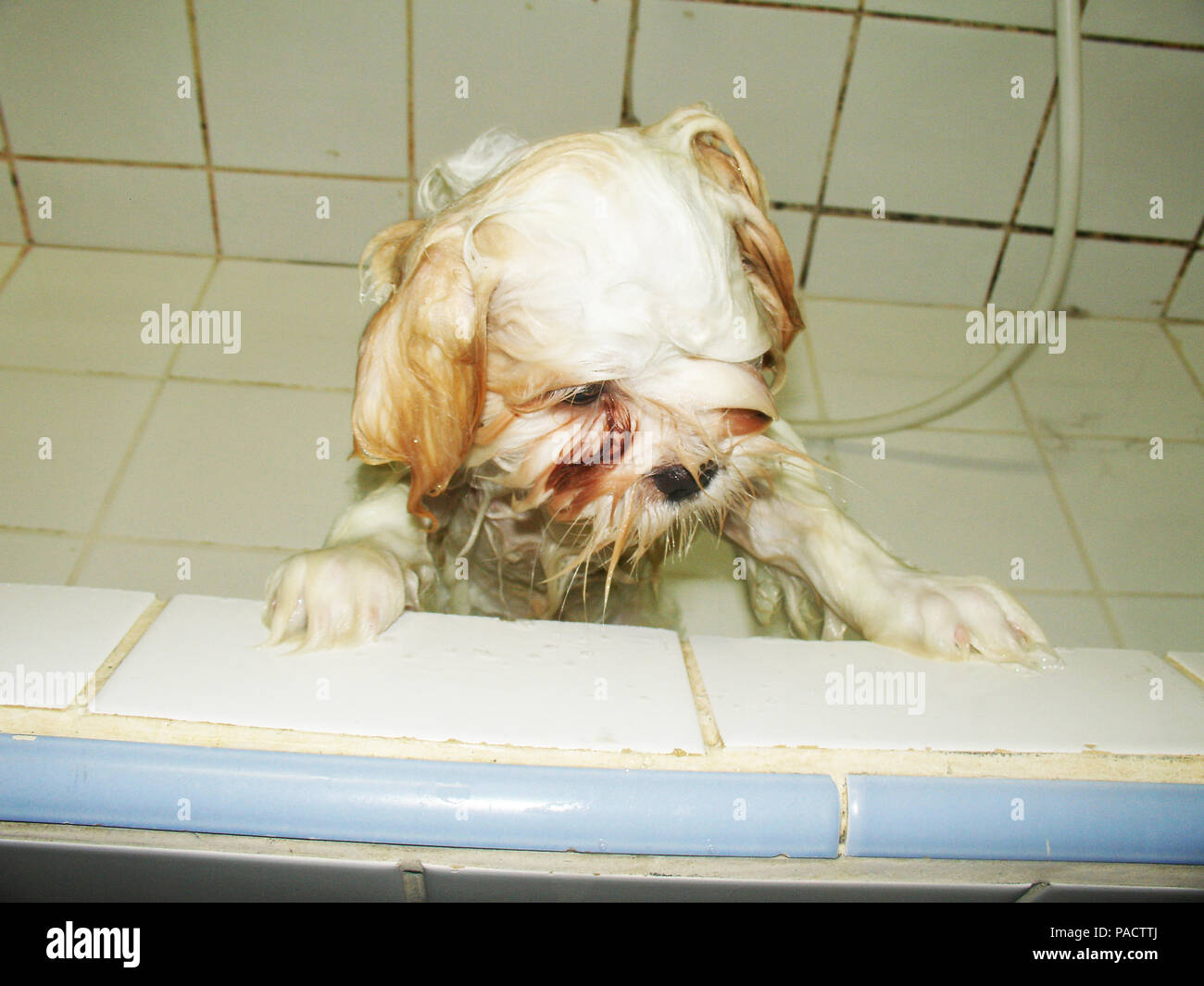 Hund Duschen, Lhasa Apso, São Paulo, Brasilien Stockfotografie - Alamy