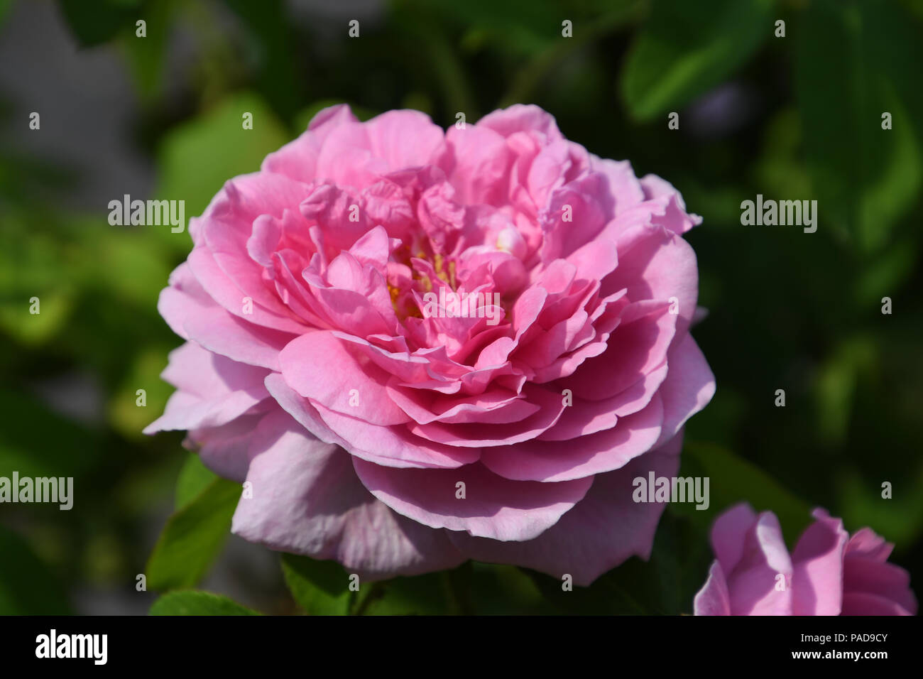 London, Großbritannien. 21. Juli 2018. Rosa Blume an Bernie Spanien Gärten am 21. Juli 2018, London, UK. Bild Capital/Alamy leben Nachrichten Stockfoto