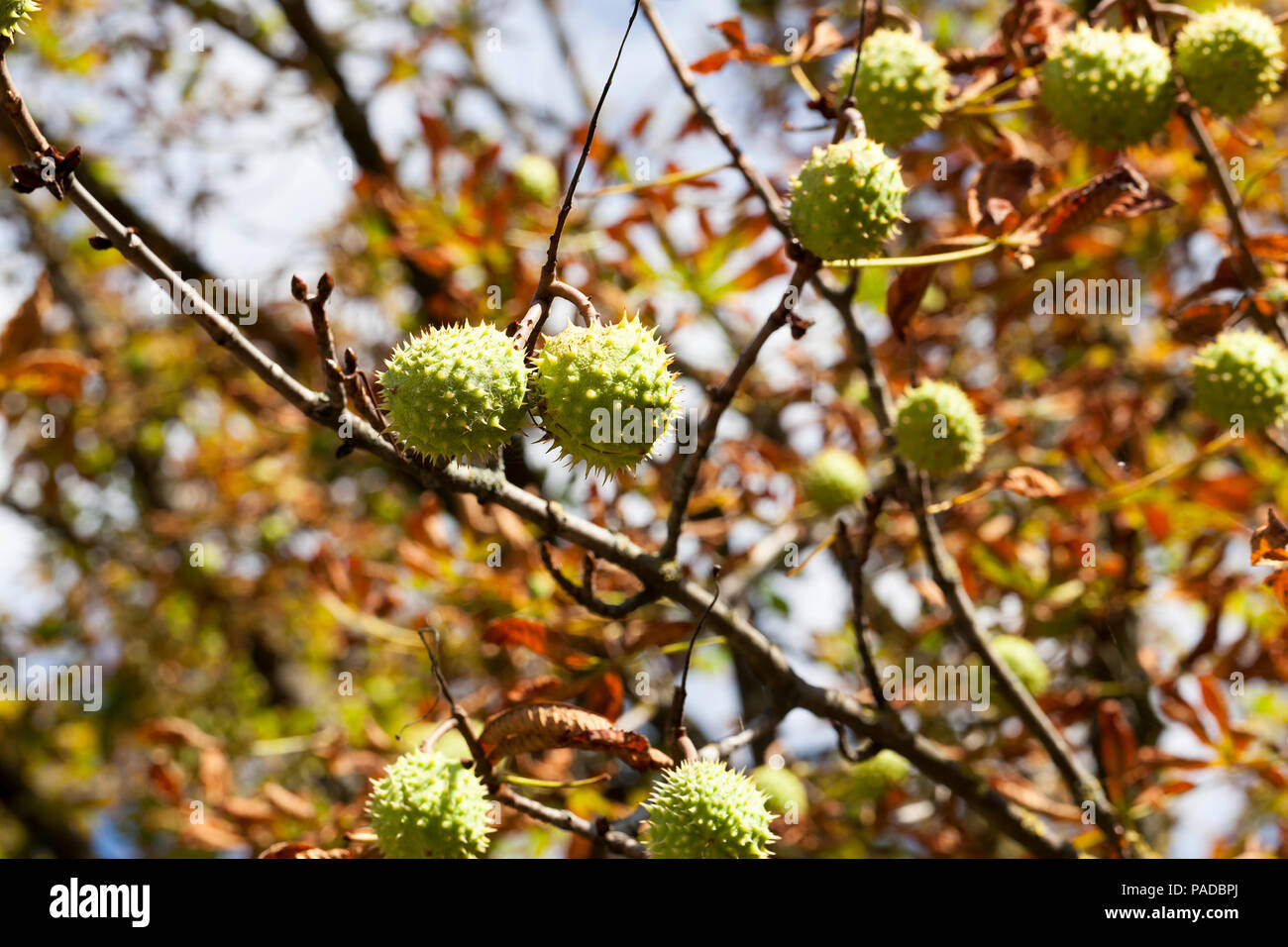 Hängen die Äste einer Kastanie reife würzige Frucht mit Muttern nach innen, sonnigen Herbst Wetter Stockfoto