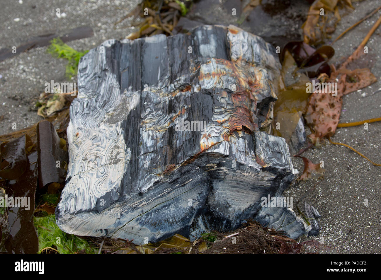 Der Versteinerte Wald, Unga Island Stockfoto