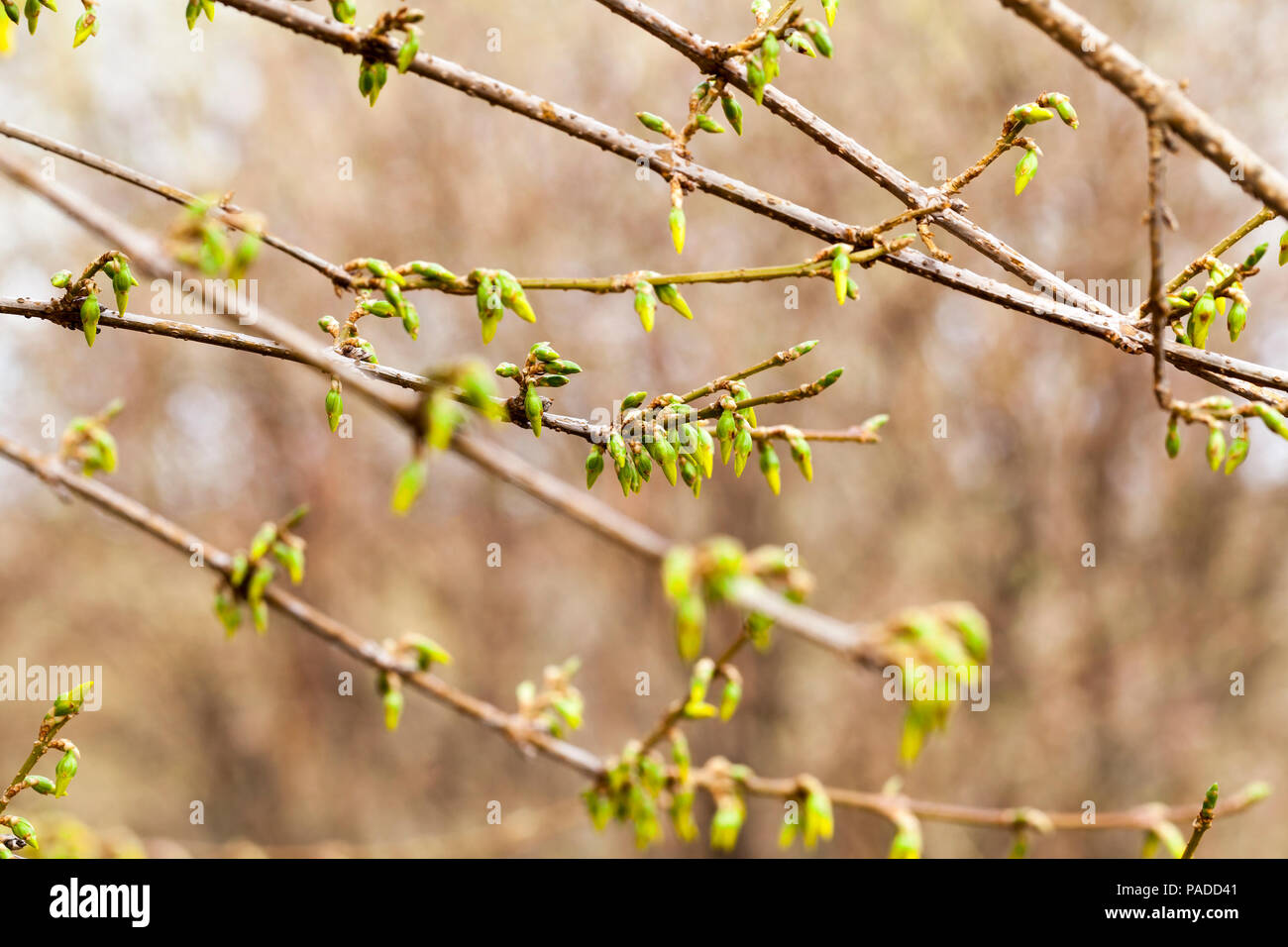 Junge Triebe von den Knospen an einem Baum im Frühling, Nahaufnahme Stockfoto