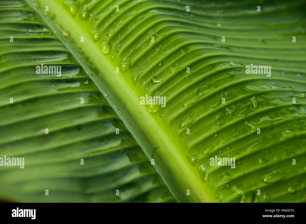 Nahaufnahme von dewdrop auf Bananenblättern im Sonnenaufgang morgen Outdoor. Stockfoto