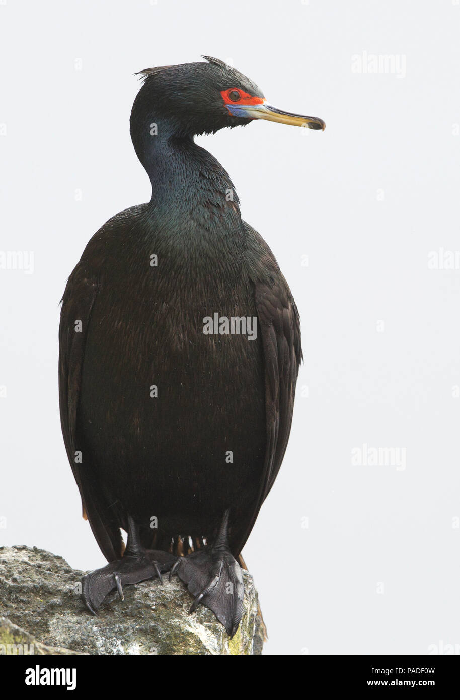 Red-faced Cormorant (Phalacrocorax urile) Stockfoto