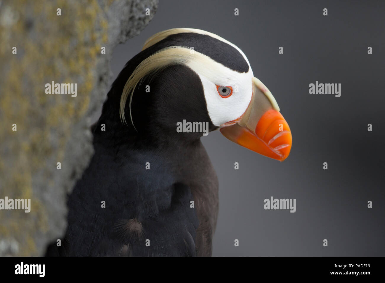 Getuftete Papageientaucher (Fratercula Cirrhata) Stockfoto