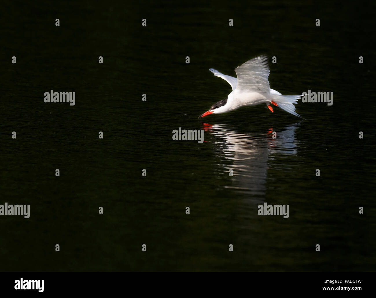 Eine Flussseeschwalbe (Sterna hirundo) nimmt einen schnellen Drink Wasser auf dem Flügel, Warwickshire Stockfoto