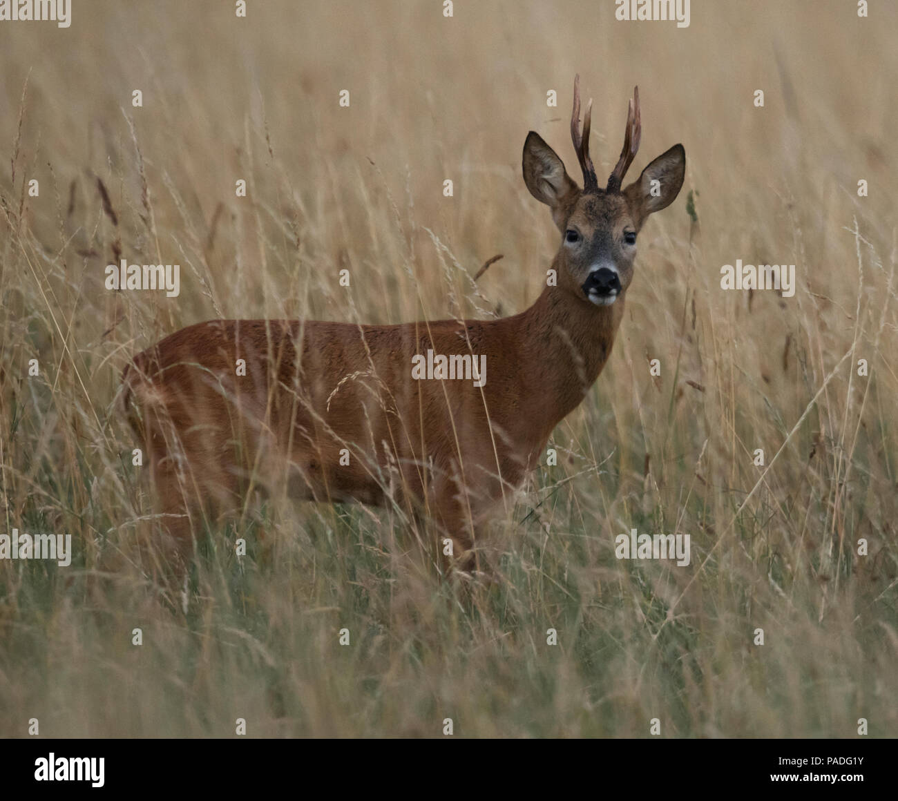 Reh (Capreolus capreolus) stand im Bereich der langen Gras, Gloucestershire Stockfoto
