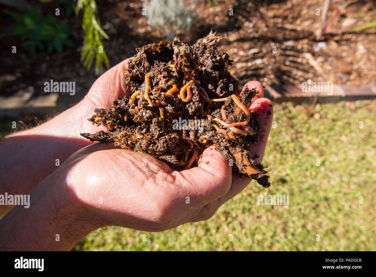 Einen weißen Mann mit einer Hand voll der Kompostwürmer und worm Gussteile in einem Garten in Sydney drehen Essen Abfall in nährstoffreichen Boden Stockfoto