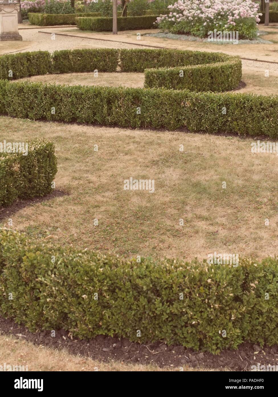 S-förmiger Gebüsch auf Chiswick Park, Burlington Lane, Chiswick, London, UK Stockfoto