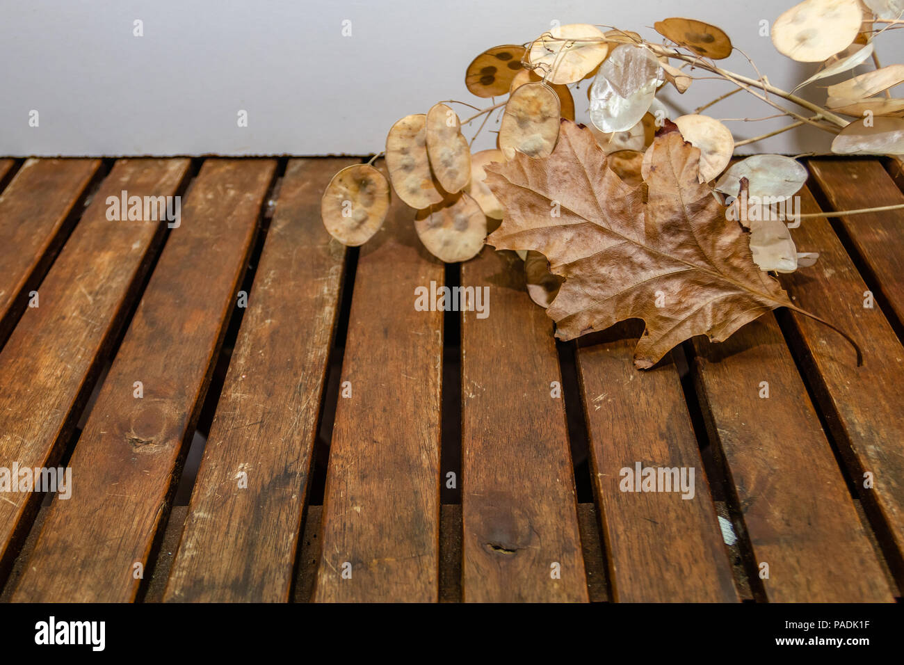 Herbst Komposition. Rahmen aus Herbst Ahorn Blätter und physalis Blumen. kopieren. Stockfoto