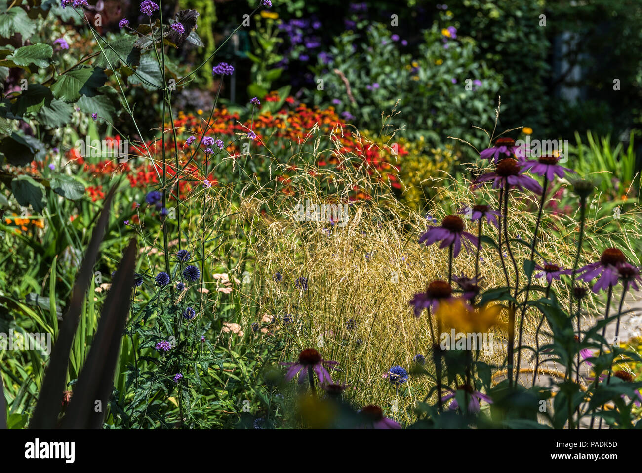 Deschampsia cespitosa Goldtau, Poaceae, gemischte Cottage Garten einpflanzen. Stockfoto