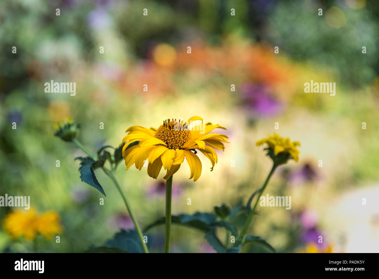 Sonnenblume, Sonnenblume, Nahaufnahme mit einem Bokeh Hintergrund, defokussiert. Stockfoto