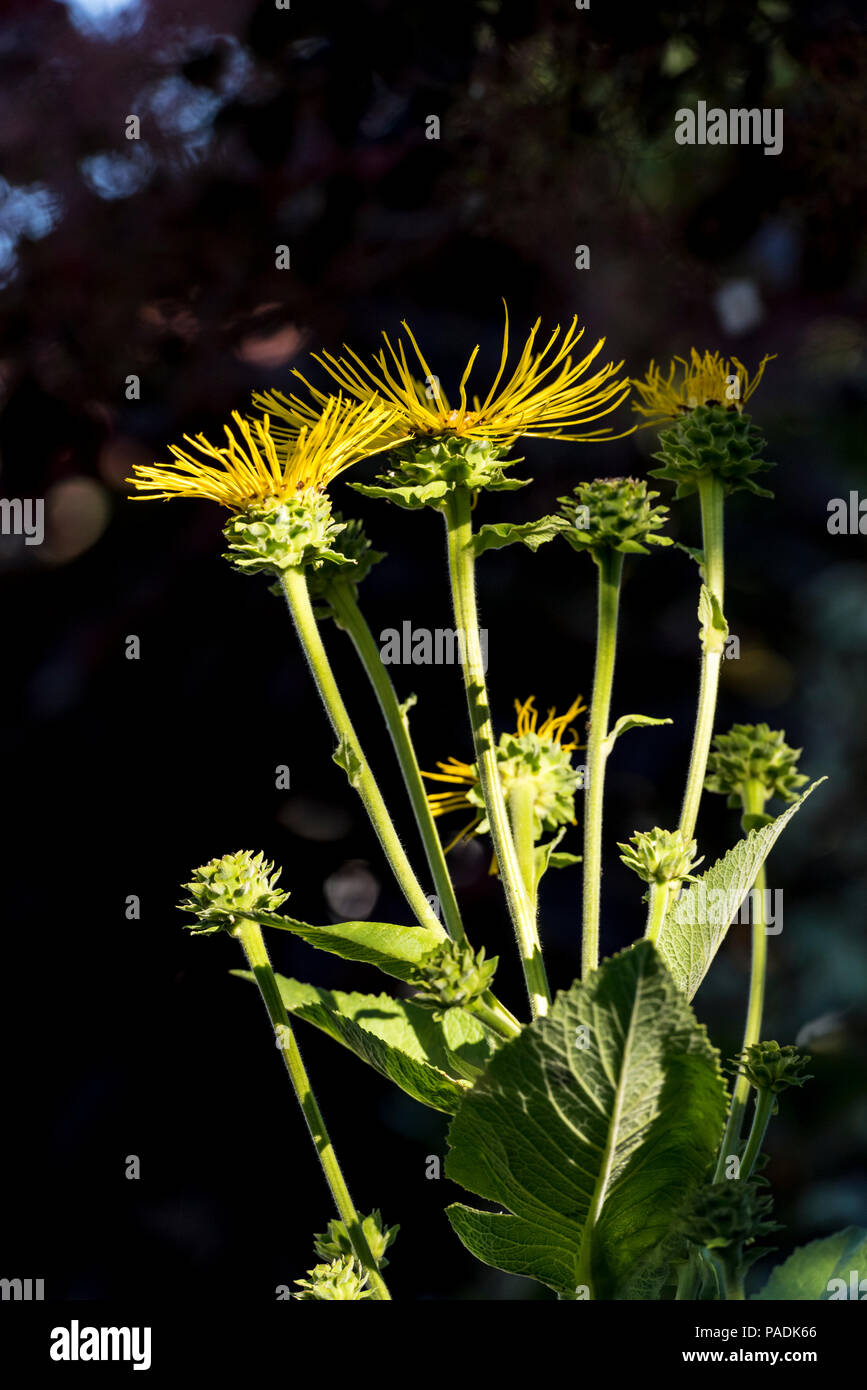 Inula Helenium, Asteraceae, elecampane. Gelbe daisy wie Blumen. Stockfoto