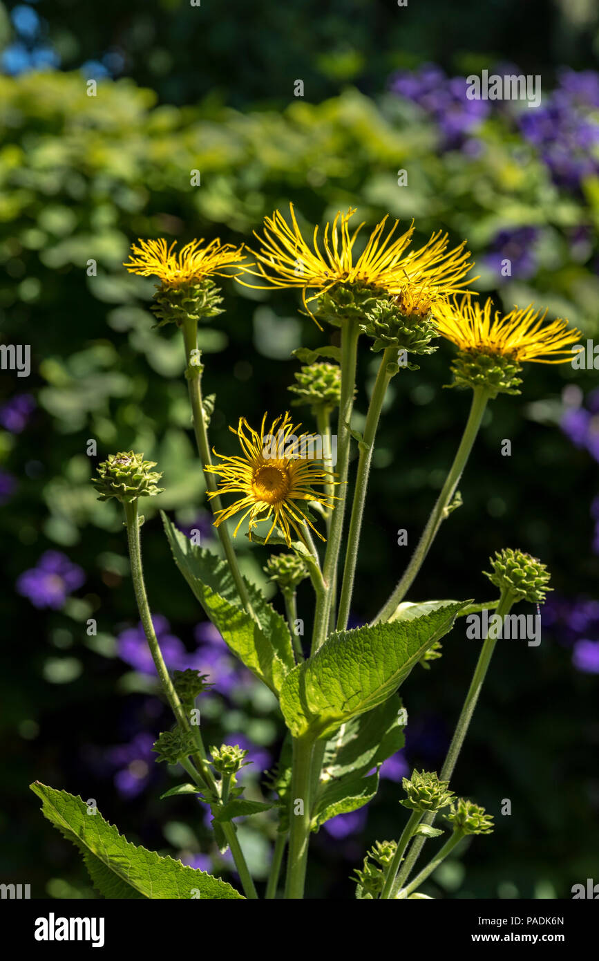 Inula Helenium, Asteraceae, elecampane. Gelbe daisy wie Blumen. Stockfoto