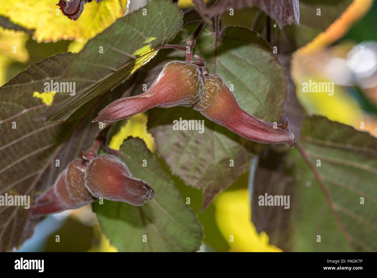 Corylus maxima Purpurea, Corylus maxima Lila Filbert, Betulaceae, lila-leaved Filbert,. Stockfoto