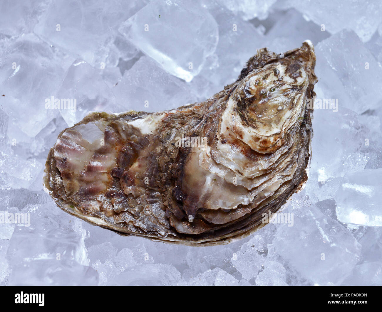 Geschlossene Auster auf Eis Stockfoto