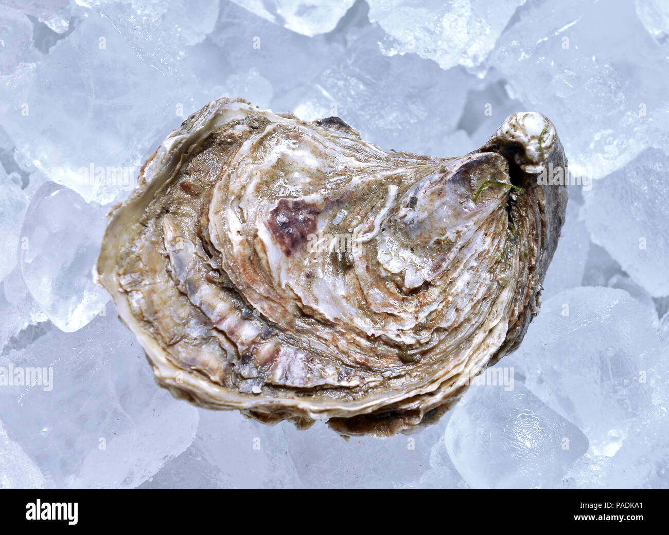 Geschlossene Auster auf Eis Stockfoto