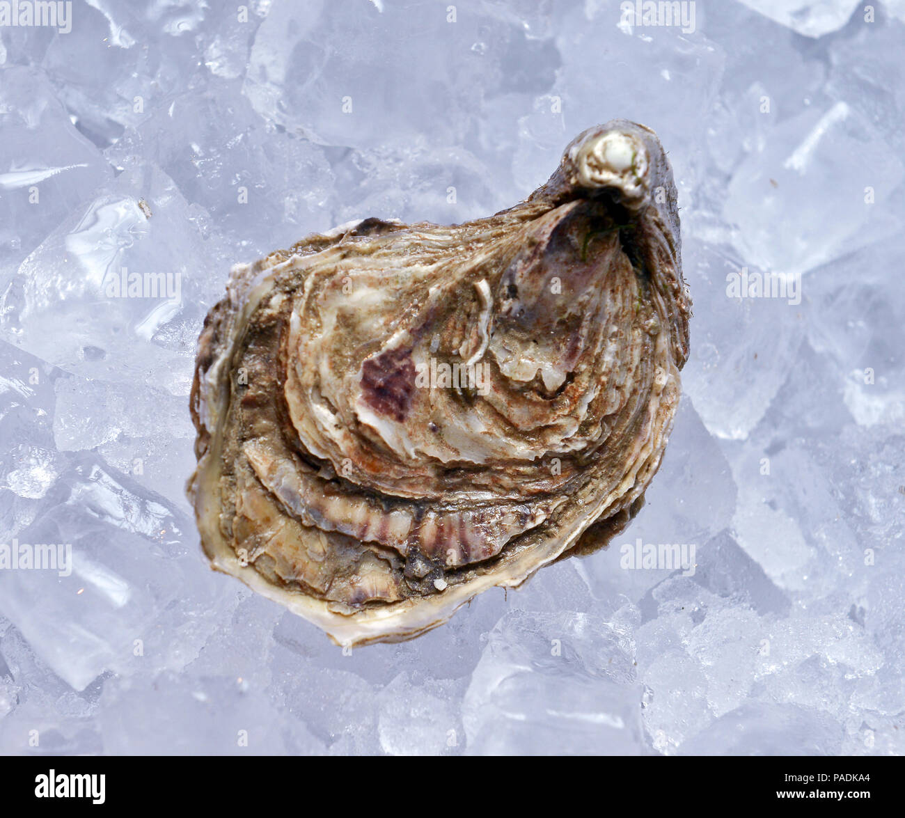 Geschlossene Auster auf Eis Stockfoto