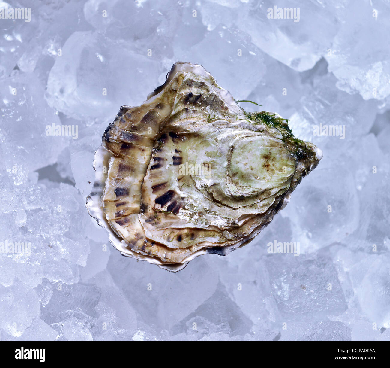 Geschlossene Auster auf Eis Stockfoto