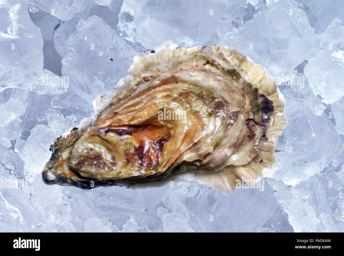 Geschlossene Auster auf Eis Stockfoto
