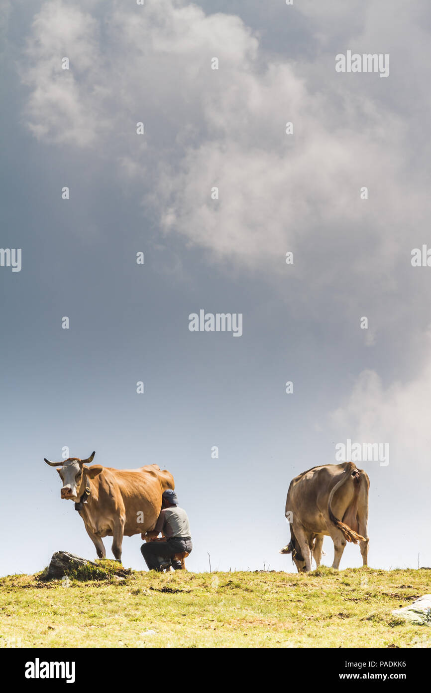 Ein Bauer Rassen und Kühe seine Kuh in der Natur nach alten Traditionen. Der Züchter fühlt sich jeden Morgen frische Milch und ausgezeichnete Qualität zu haben. Stockfoto