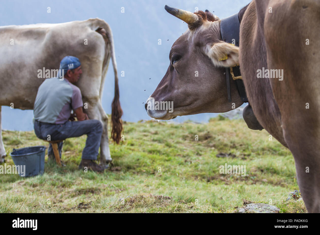 Ein Bauer Rassen und Kühe seine Kuh in der Natur nach alten Traditionen. Der Züchter fühlt sich jeden Morgen frische Milch und ausgezeichnete Qualität zu haben. Stockfoto