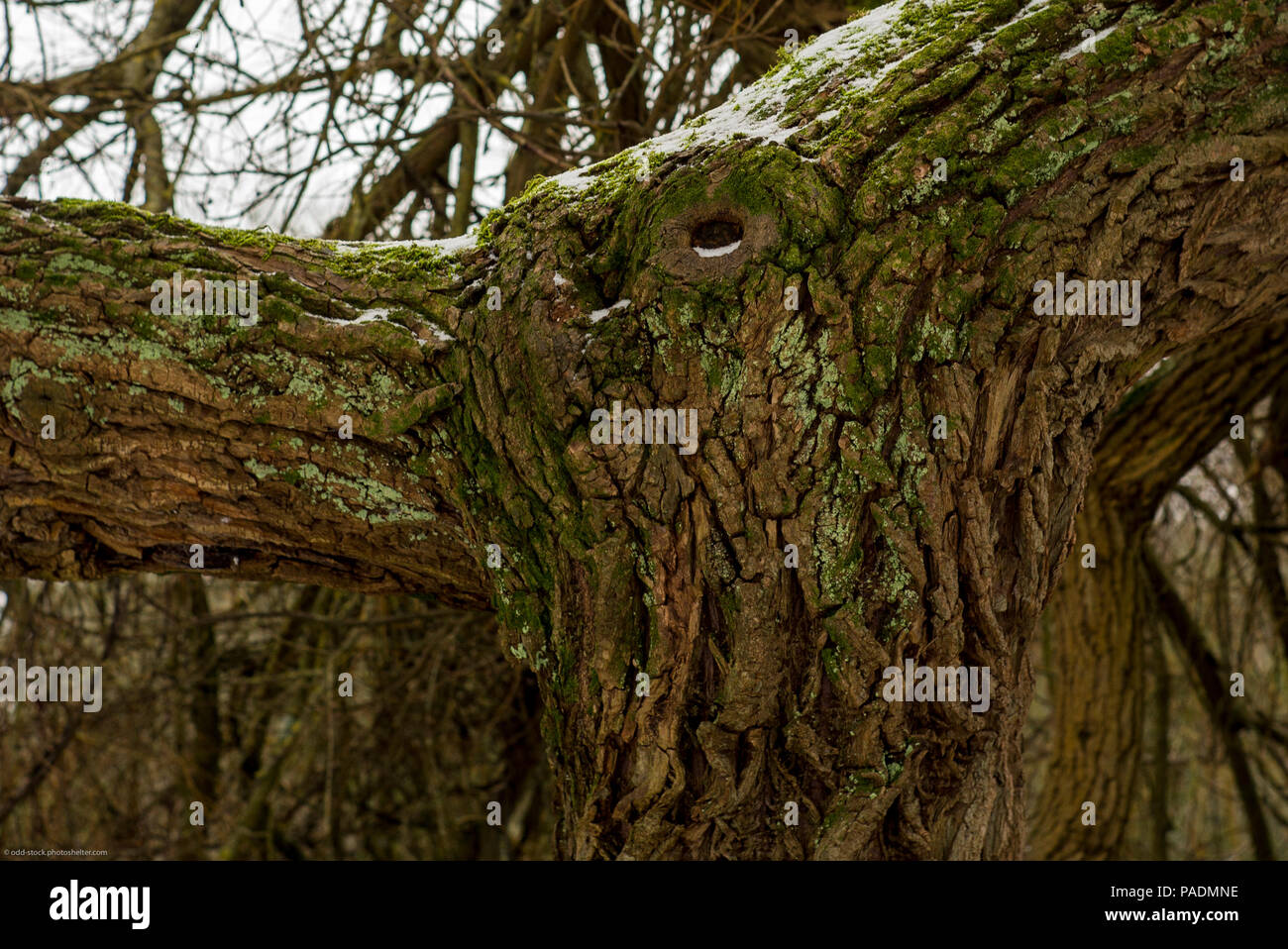 Maidenhead, Berkshire, Vereinigtes Königreich, allgemeine Ansicht, 'Baum Rinde und Gliedmaßen ausbreiten", "Raymill Island', Winter Schnee, Ufer der Themse, Frida Stockfoto