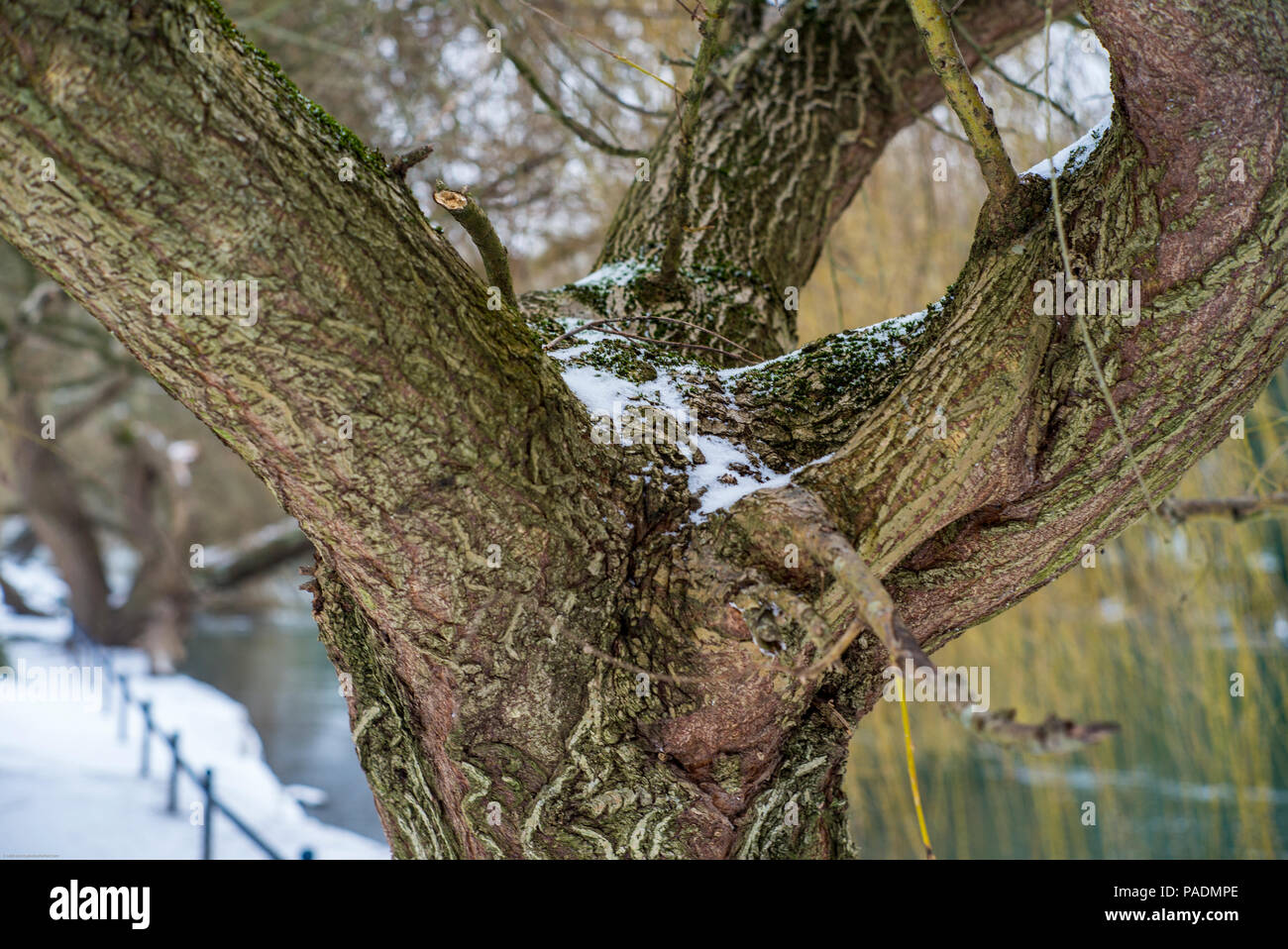 Maidenhead, Berkshire, Vereinigtes Königreich, allgemeine Ansicht, Schnee resing im Baum, wo die Gliedmaßen aus dem Raymill trunnk wachsen, 'Insel', Winter Schnee, Ba Stockfoto
