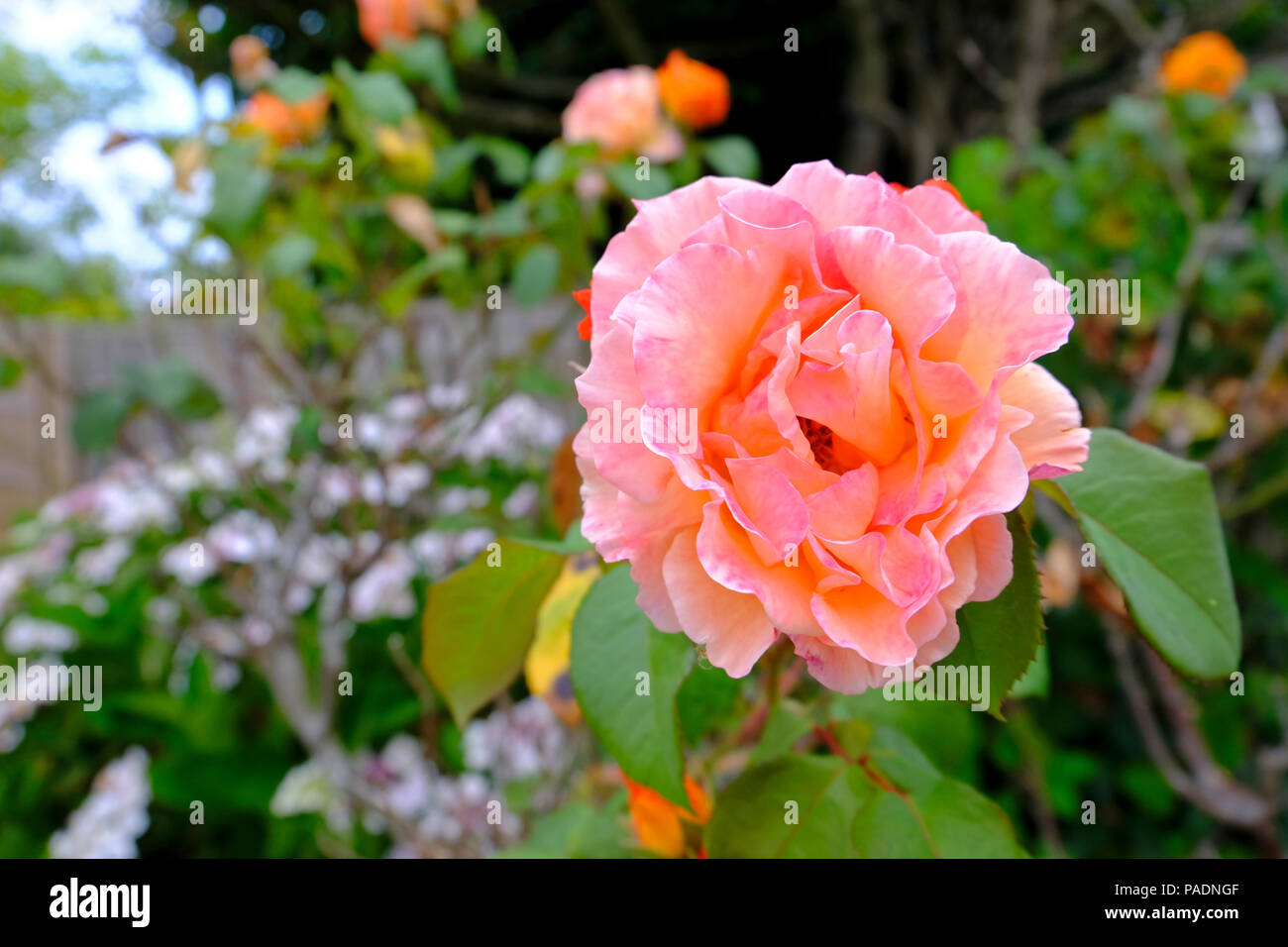 Rose, die aus Aprikose verblichen ist, wenn Sie erstmals in voller Blüte rosa - Sorte unbekannt Stockfoto