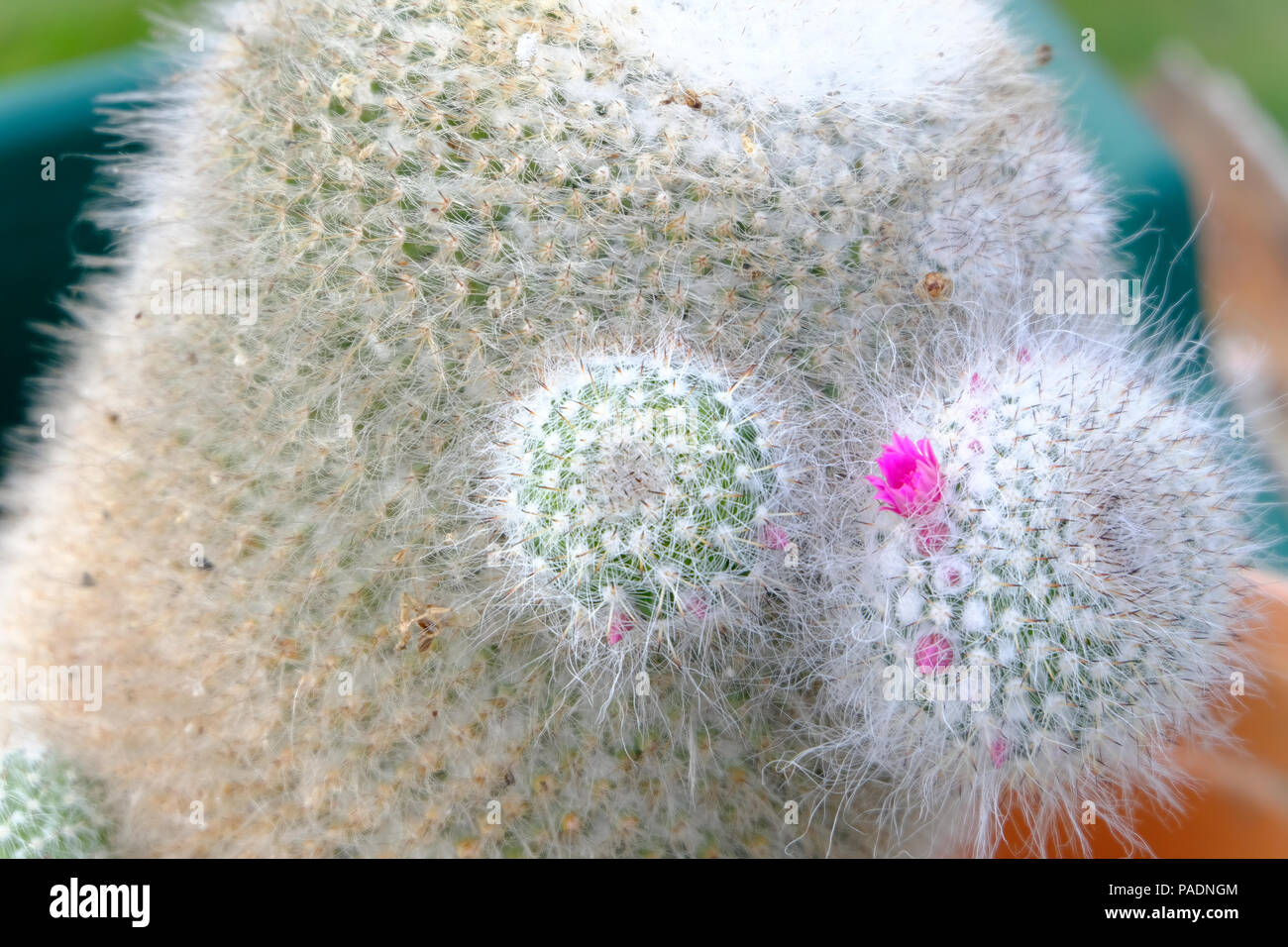 Kleine rosa Blumen in voller Blüte im Cactus pups Stockfoto
