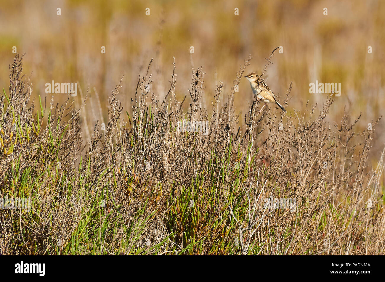 Streifige fantail Warbler (Cisticola juncidis) über eine Sarcoconia Bush am Estany Pudent in Ses Salines Naturpark (Formentera, Balearen, Spanien) Stockfoto
