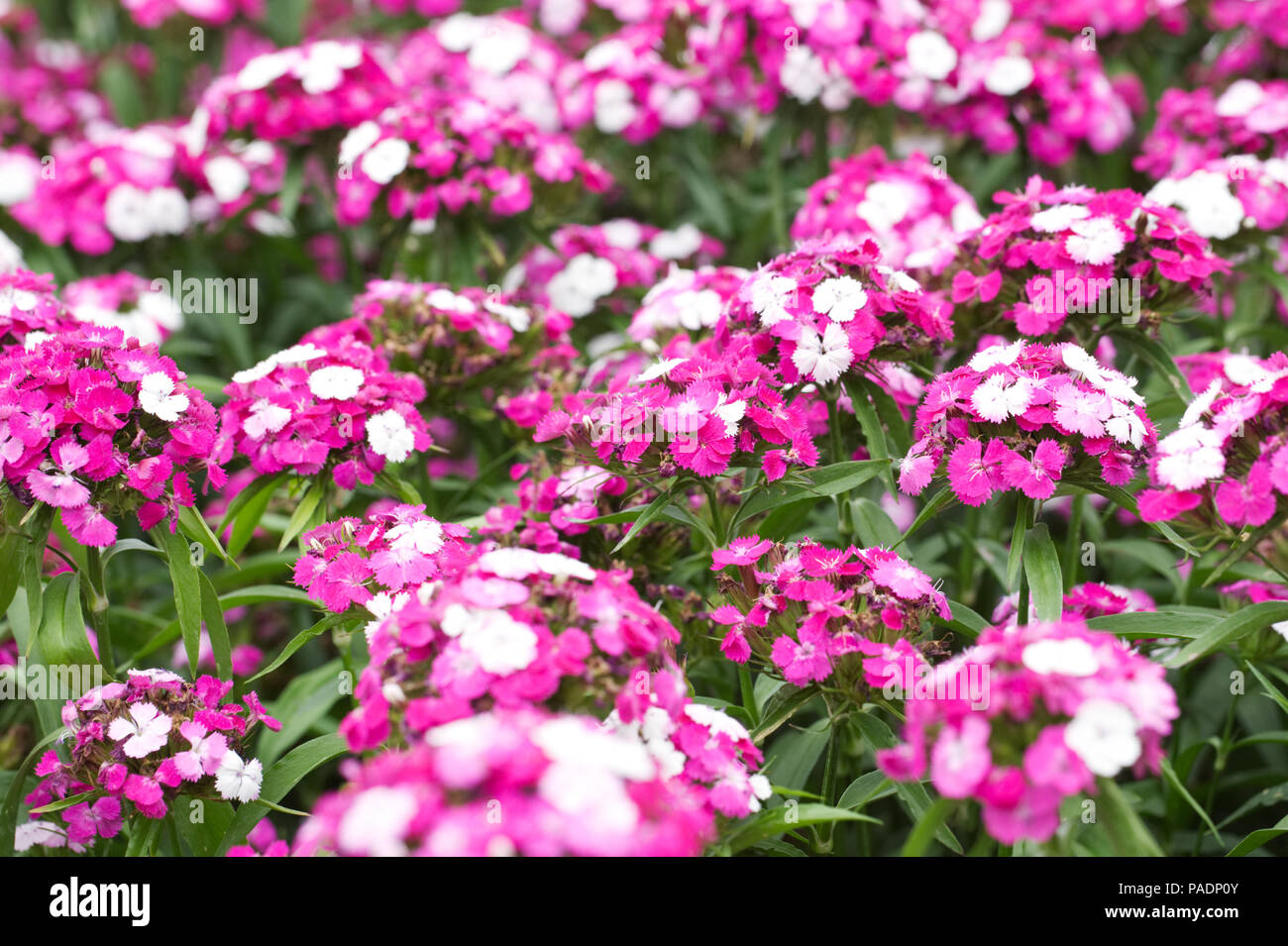 Dianthus F1 "dash Magician". Sweet William Blumen. Stockfoto