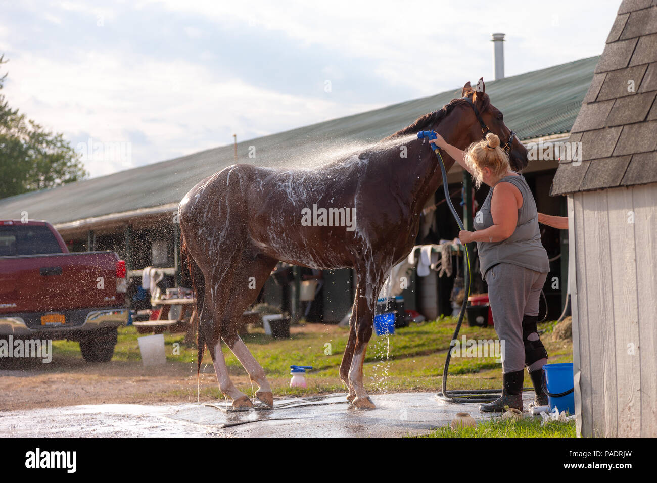 Mit der Warm-up-Sitzungen abgeschlossen Pferde erhalten Ihre Post warmup Badewanne Schweiß und Schmutz zu entfernen. Wenn nicht gereinigt, sie laufen Gefahr, sich Abra Stockfoto