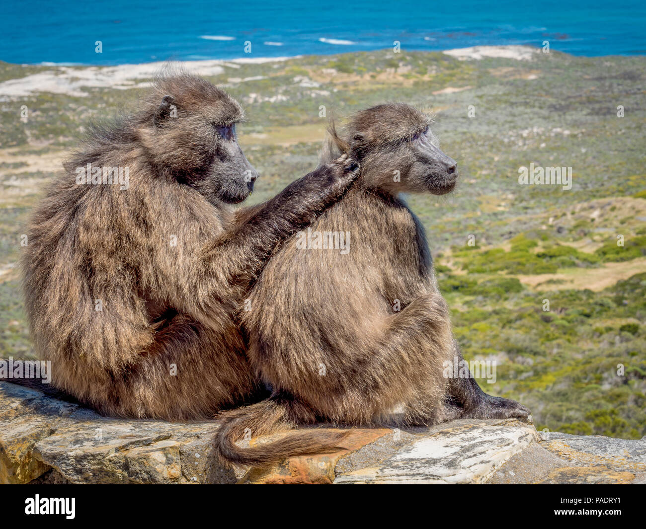 Kap Paviane pflegen einander an einer Wand am Kap der guten Hoffnung Natur bewahren in Südafrika. Stockfoto