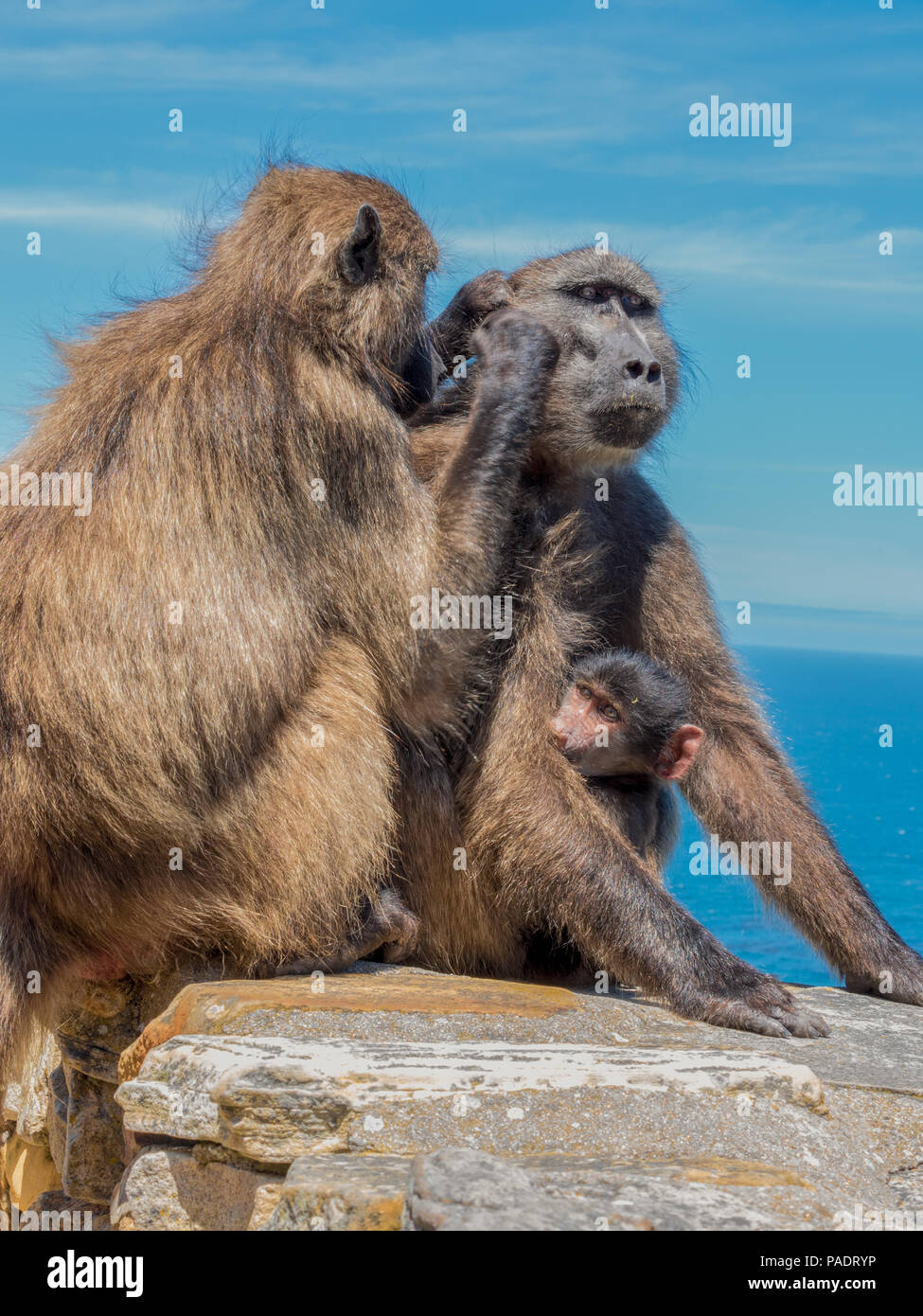 Kap Paviane pflegen einander auf Steinmauer am Kap der guten Hoffnung Natur finden. Stockfoto