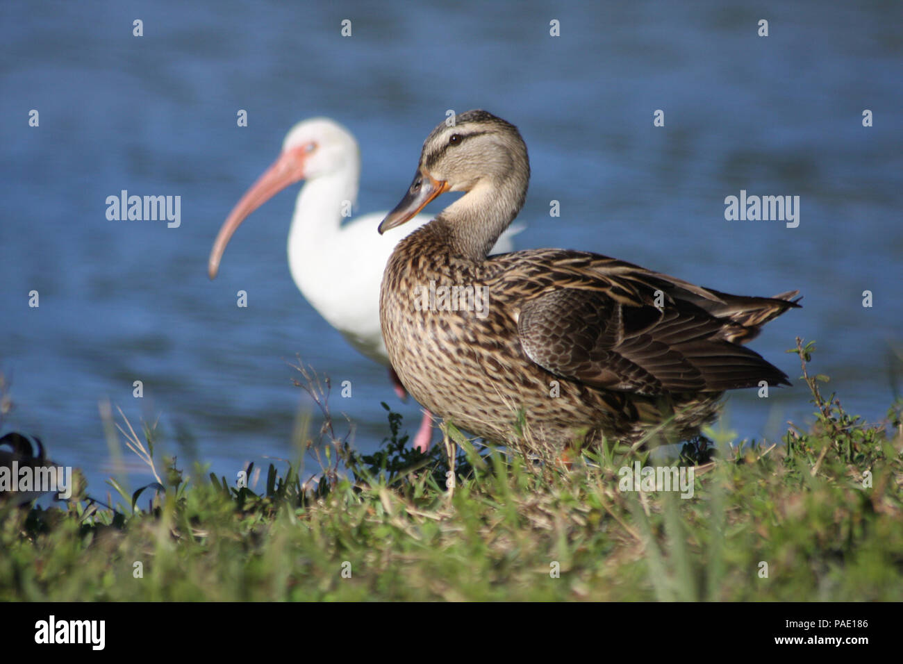 Stockente weiblich und White Ibis im Hintergrund am See Seminole Park, Seminole, Florida (FL) Stockfoto