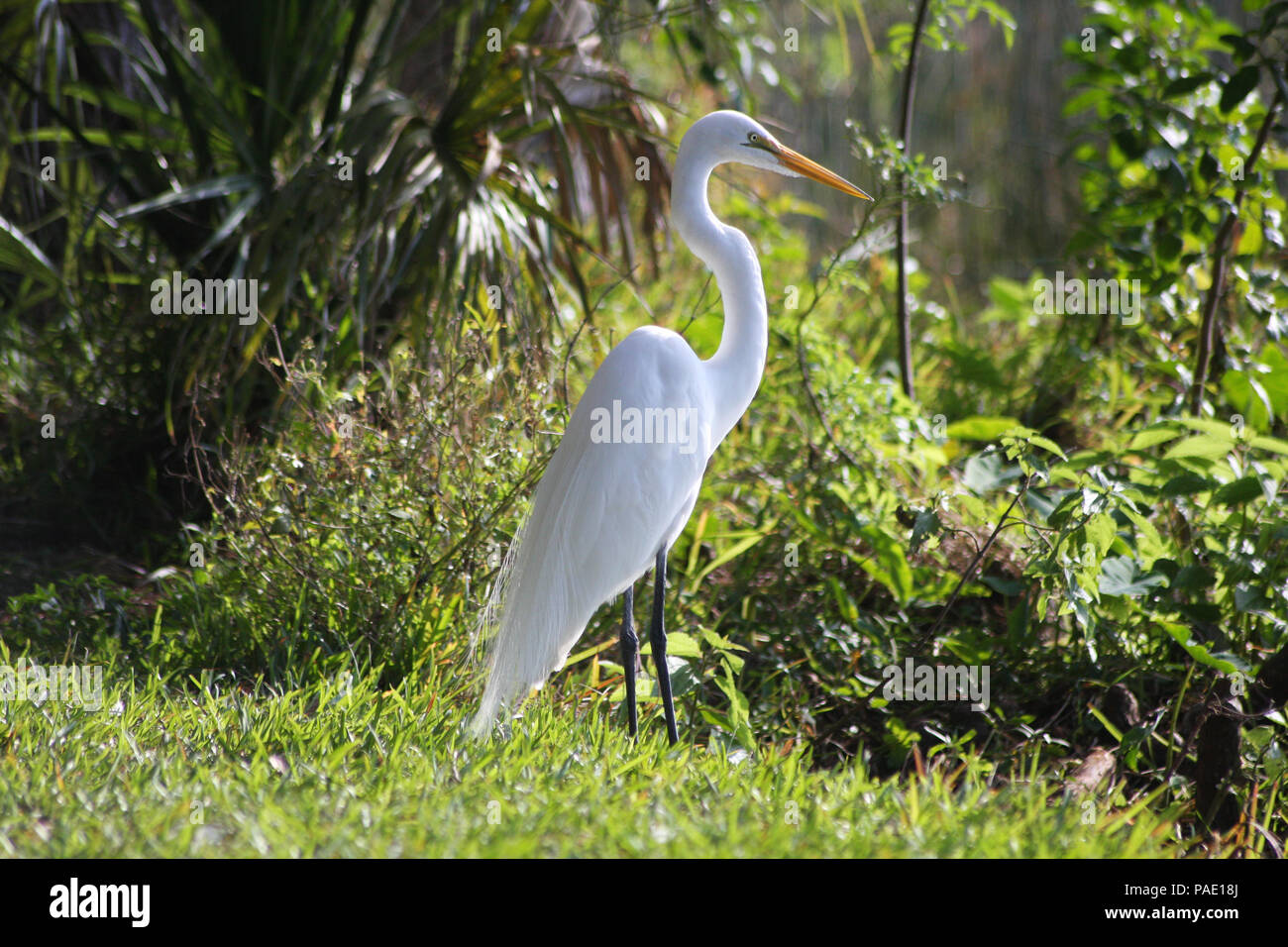 Silberreiher am See Seminole Park, Seminole, Florida Stockfoto