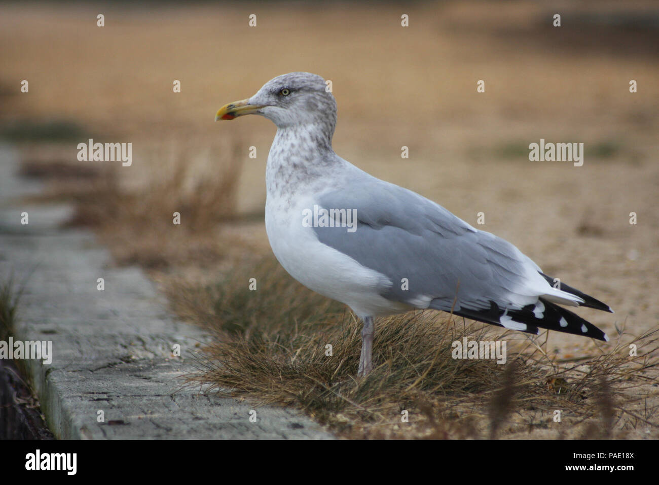 Junge Silbermöwe in Barnegat Einlass, Barnegat Lighthouse State Park, Long Beach Island (LBI), New Jersey (NJ) Stockfoto