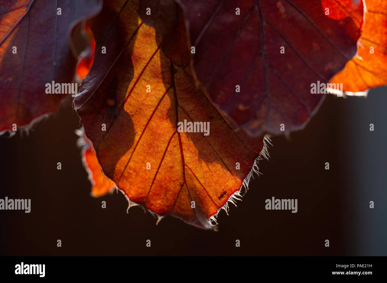 Hintergrundbeleuchtung Blätter eines Copper Beech Tree. Stockfoto