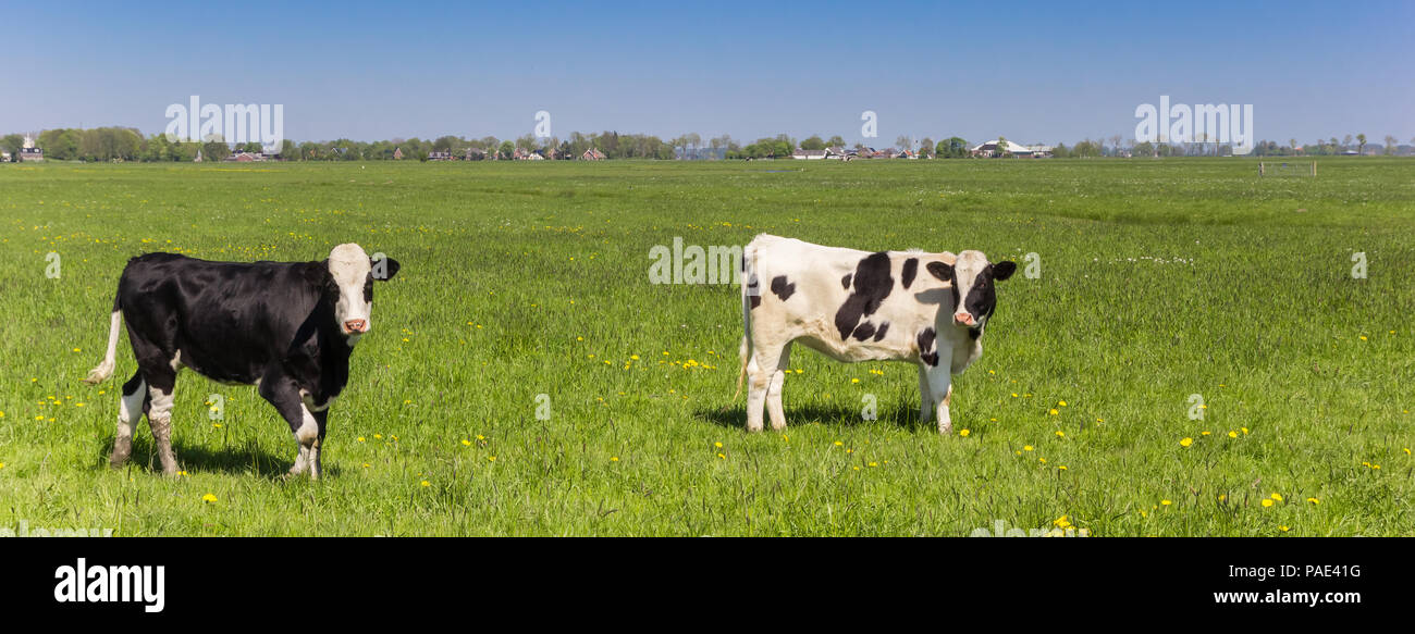 Panorama der Niederländischen schwarzbunte Kühe Stockfoto