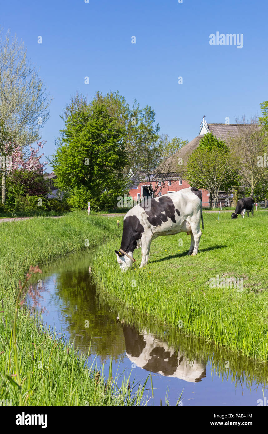 Niederländische Holsteiner Kuh am Wasser in der Nähe von Groningen, Holland Stockfoto