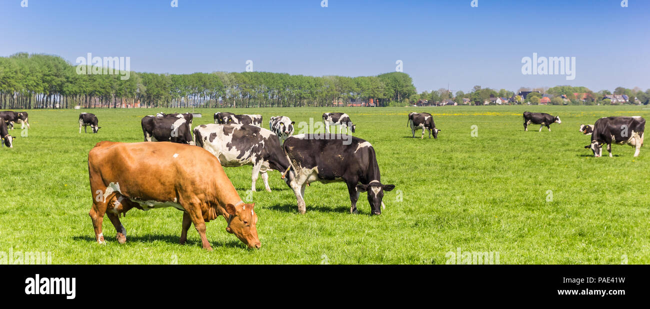 Panorama von Kühen in der niederländischen Landschaft in der Nähe von Groningen Stockfoto